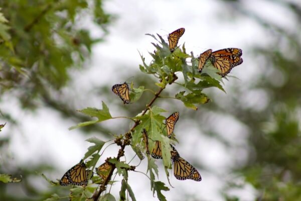 Monarcas en el Caribe: México amplía los territorios de reproducción de la especie icónica