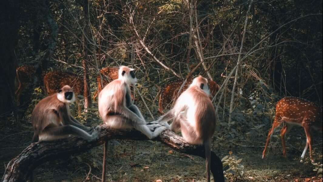 Contenido viral de animales: cómo la IA y los deepfakes están borrando la línea entre realidad y ficción