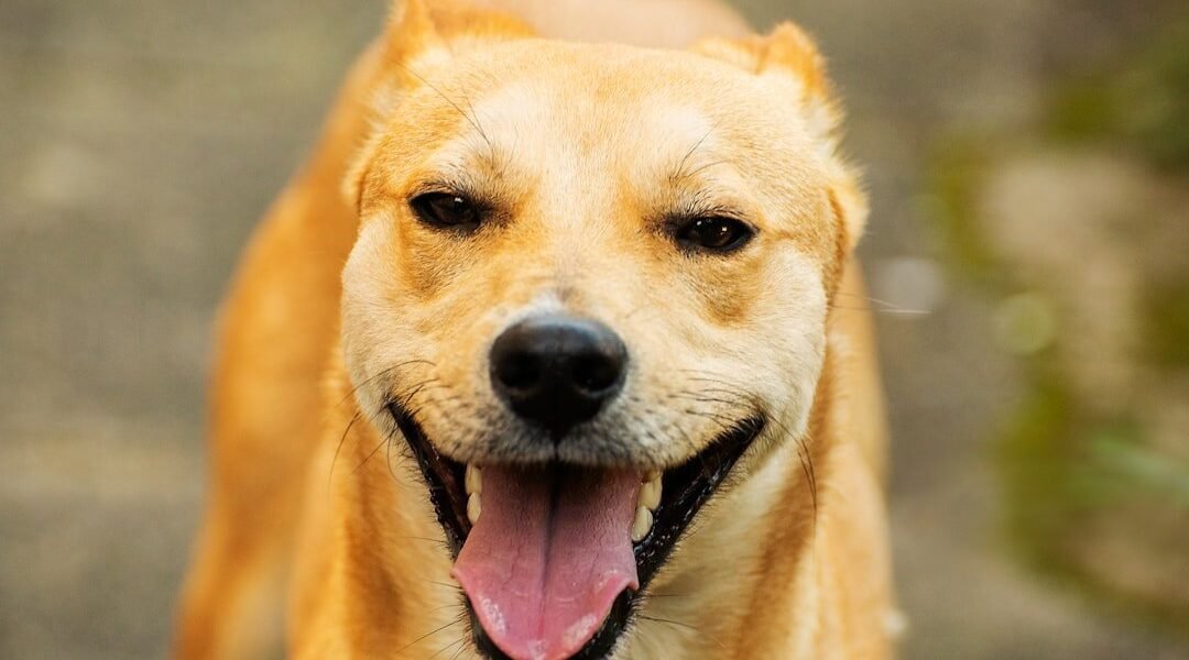 ¿Cuántos años realmente tiene tu perro? La ciencia revela por qué el mito del 7 es incorrecto