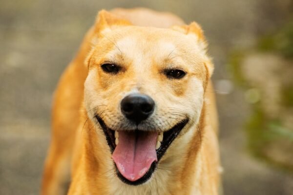 ¿Cuántos años realmente tiene tu perro? La ciencia revela por qué el mito del 7 es incorrecto