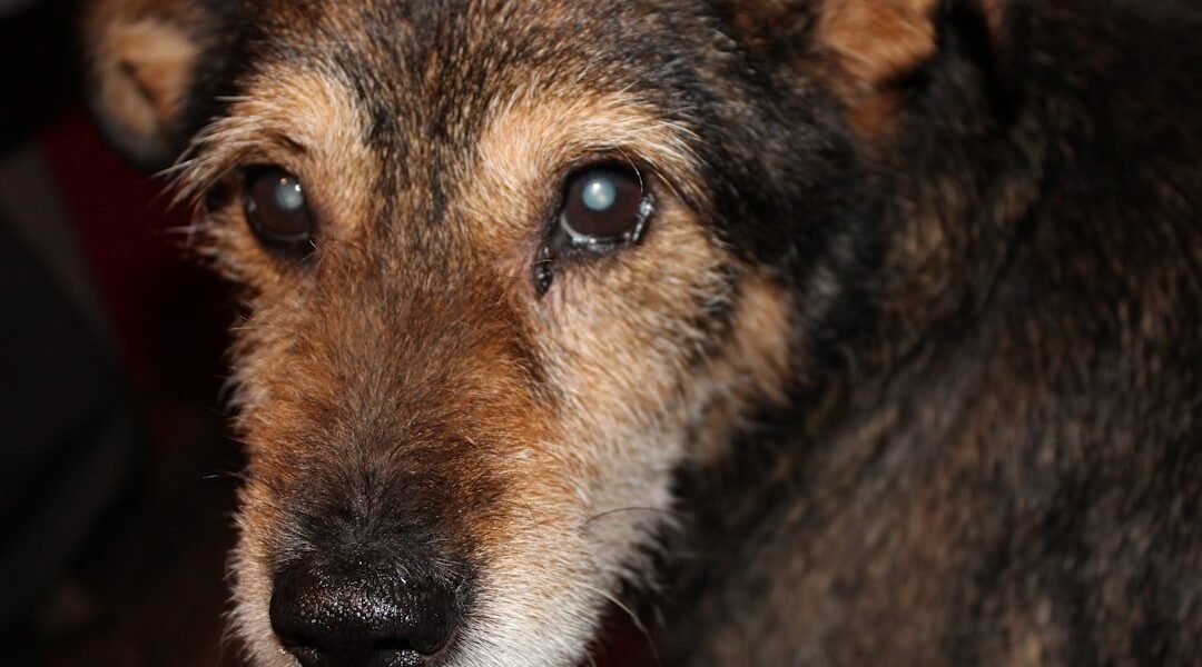 El mito del "año de perro": qué dice la ciencia sobre la edad real de tu mascota