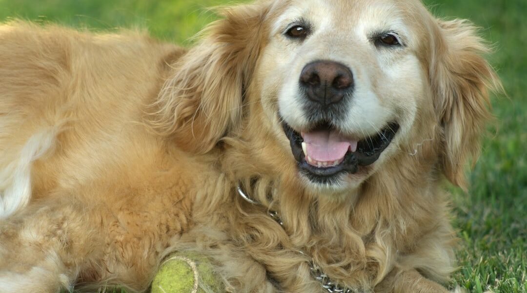 El mito del año canino: cómo la ciencia redefine la edad real de tu perro