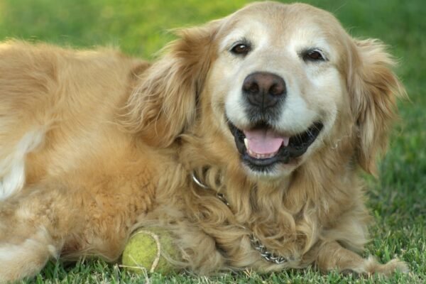 El mito del año canino: cómo la ciencia redefine la edad real de tu perro