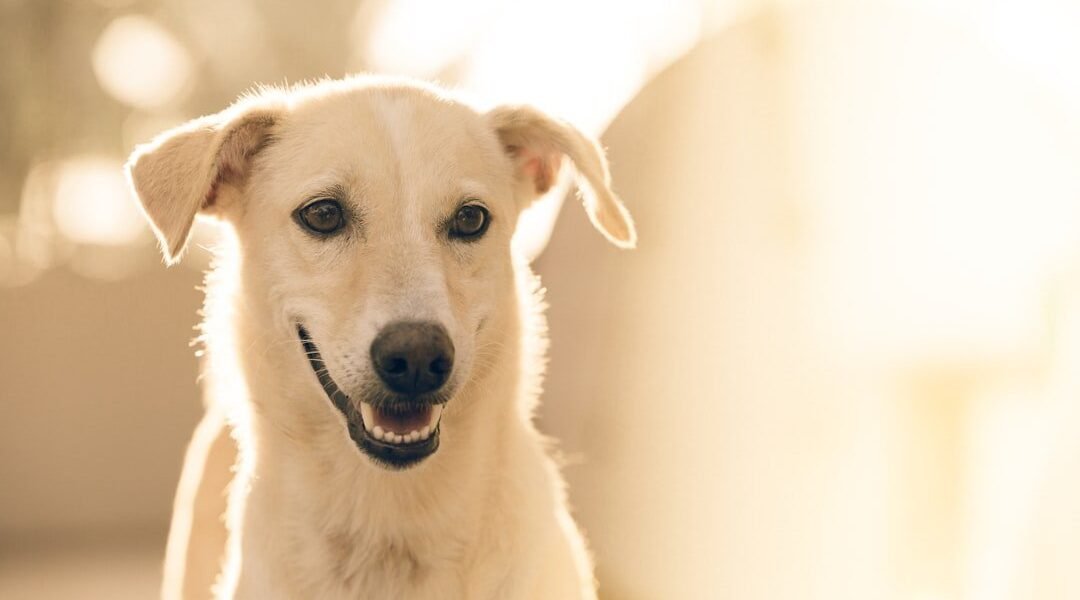 ¿Cuántos años tiene realmente tu perro? La ciencia derriba el mito del 'por siete'