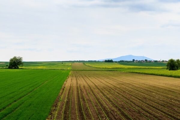 Latinoamérica en la encrucijada: cómo la COP17 sobre tierras afecta tu bolsillo