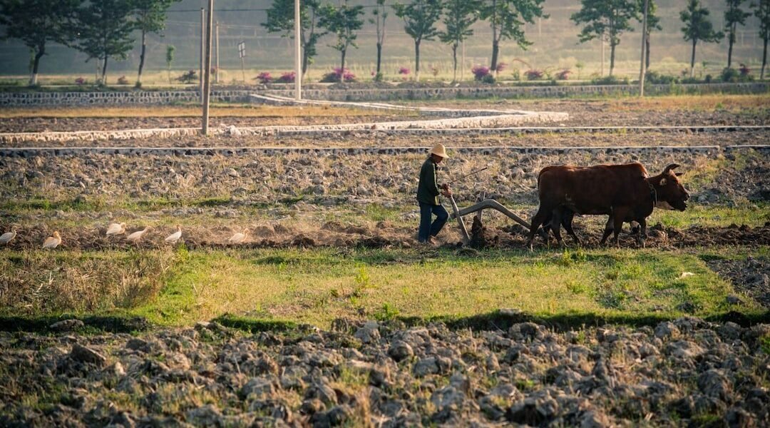 Latinoamérica en la encrucijada: tierra degradada, hambre global y la urgencia de la COP17