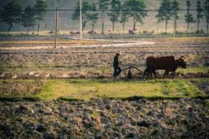 Latinoamérica en la encrucijada: tierra degradada, hambre global y la urgencia de la COP17