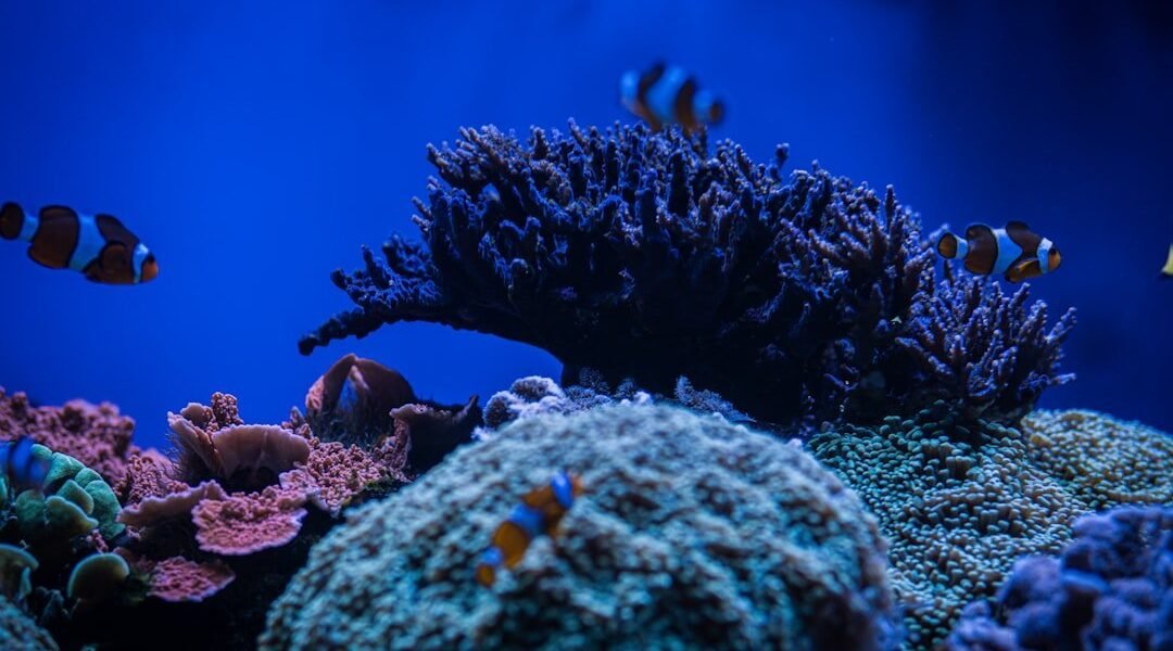 Vibrio vulnificus: cómo el calentamiento marino expande una bacteria letal