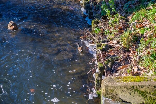 Una década de impunidad: el río Sonora sigue envenenado por la minería