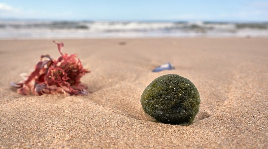Caribe en crisis: la invasión de sargazo que amenaza ecosistemas y economía