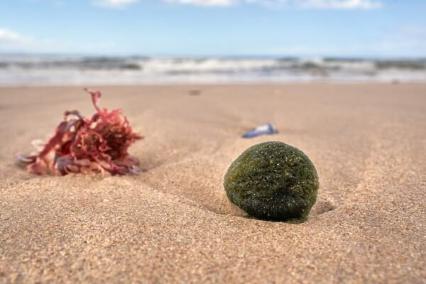 Caribe en crisis: la invasión de sargazo que amenaza ecosistemas y economía