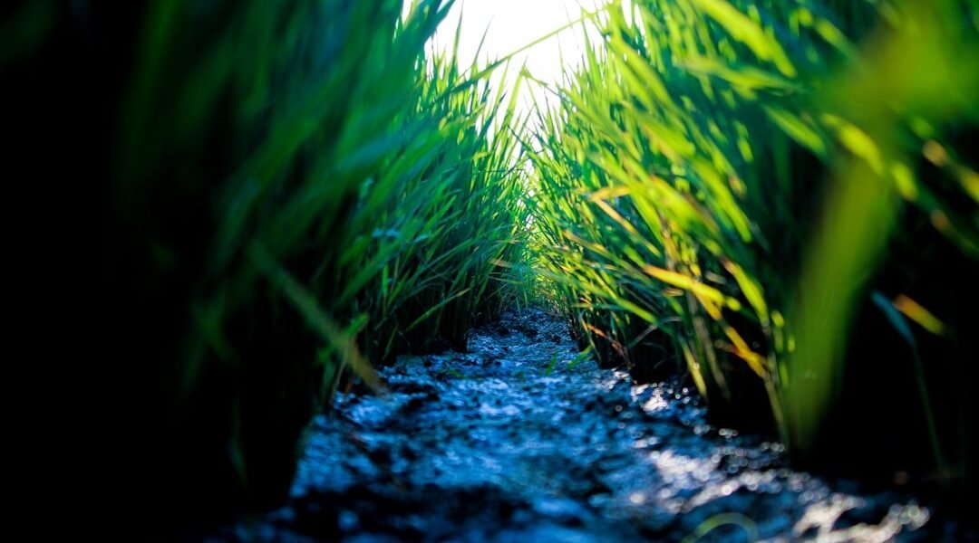 Parásito intestinal alerta a México: 33 casos de ciclosporiasis bajo vigilancia