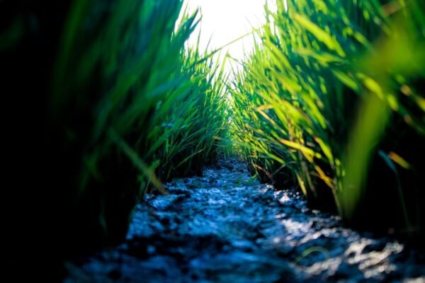Parásito intestinal alerta a México: 33 casos de ciclosporiasis bajo vigilancia