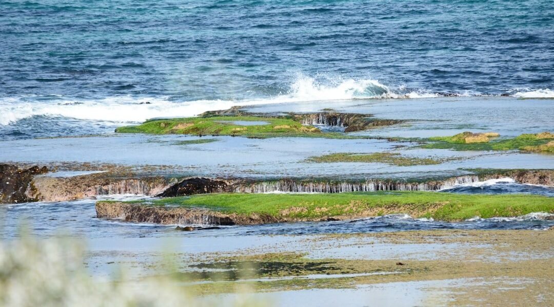 Caribe en crisis: la invasión de sargazo amenaza ecosistemas y economía turística