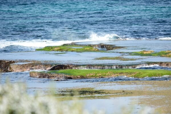 Caribe en crisis: la invasión de sargazo amenaza ecosistemas y economía turística