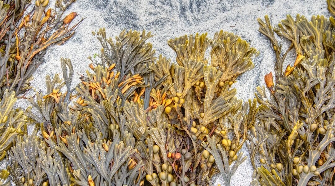 Sargazo masivo amenaza el Caribe: cómo la crisis climática llega a las playas mexicanas