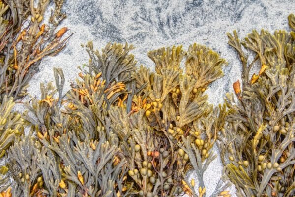 Sargazo masivo amenaza el Caribe: cómo la crisis climática llega a las playas mexicanas