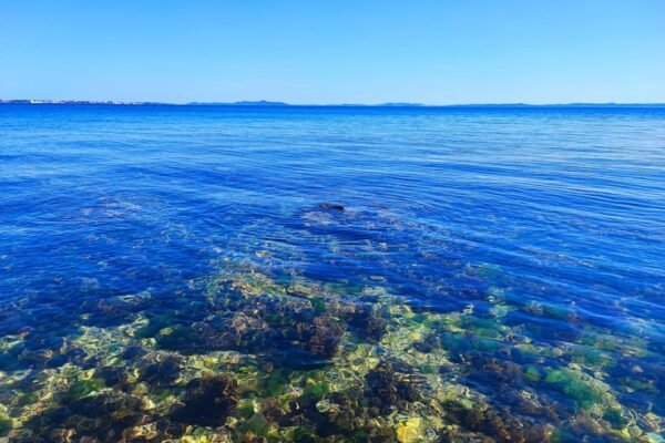 Sargazo masivo amenaza nuevamente el Caribe: Quintana Roo se moviliza ante la crisis