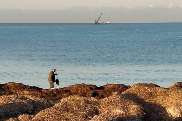 Sargazo masivo amenaza costas mexicanas: la crisis invisible del Caribe