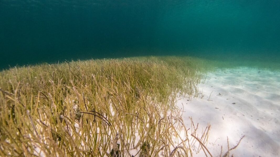 Sargazo masivo amenaza nuevamente el Caribe: Quintana Roo se moviliza