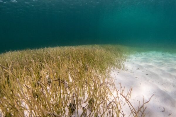Sargazo masivo amenaza nuevamente el Caribe: Quintana Roo se moviliza