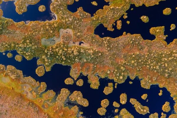 Vibrio vulnificus: la bacteria marina que resurge con el calentamiento del Golfo