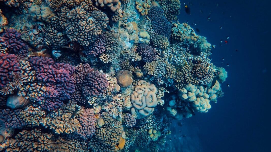 Científicas mexicanas logran reproducción natural de coral en el Caribe