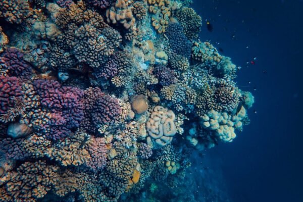 Científicas mexicanas logran reproducción natural de coral en el Caribe
