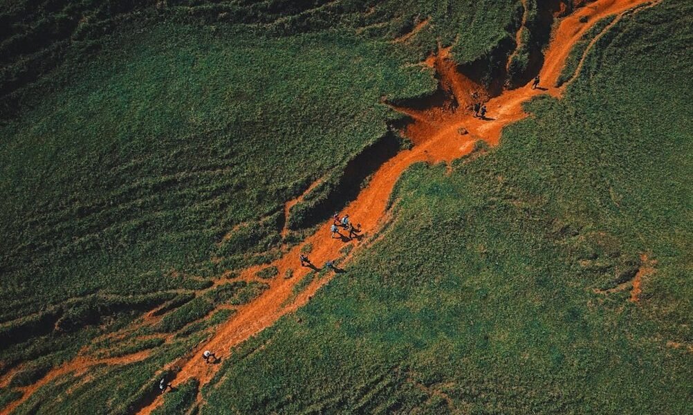 Cuando la selva cede al ganado: la lucha silenciosa por la biodiversidad mexicana
