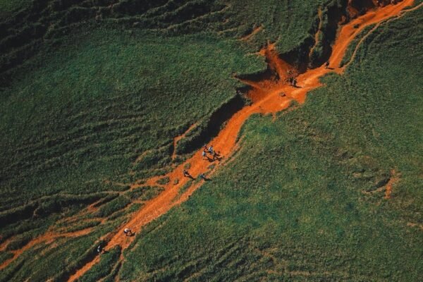 Cuando la selva cede al ganado: la lucha silenciosa por la biodiversidad mexicana