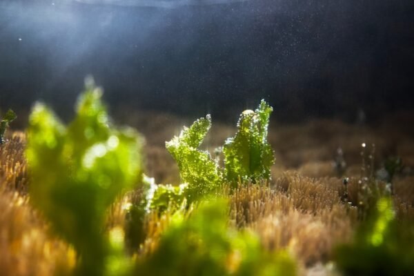 Algas modificadas: la promesa de biocombustibles accesibles para América Latina