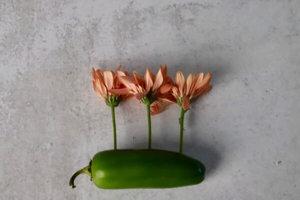 México investiga brote de salmonelosis vinculado a jalapeños importados