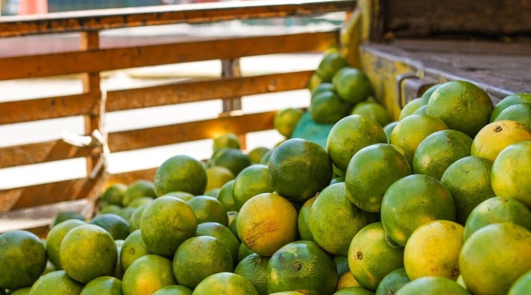 EE.UU. detiene compras de aguacate michoacano por deterioro de seguridad