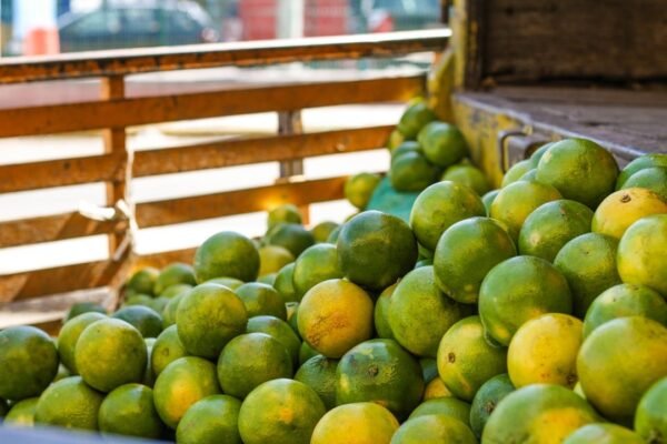 EE.UU. detiene compras de aguacate michoacano por deterioro de seguridad