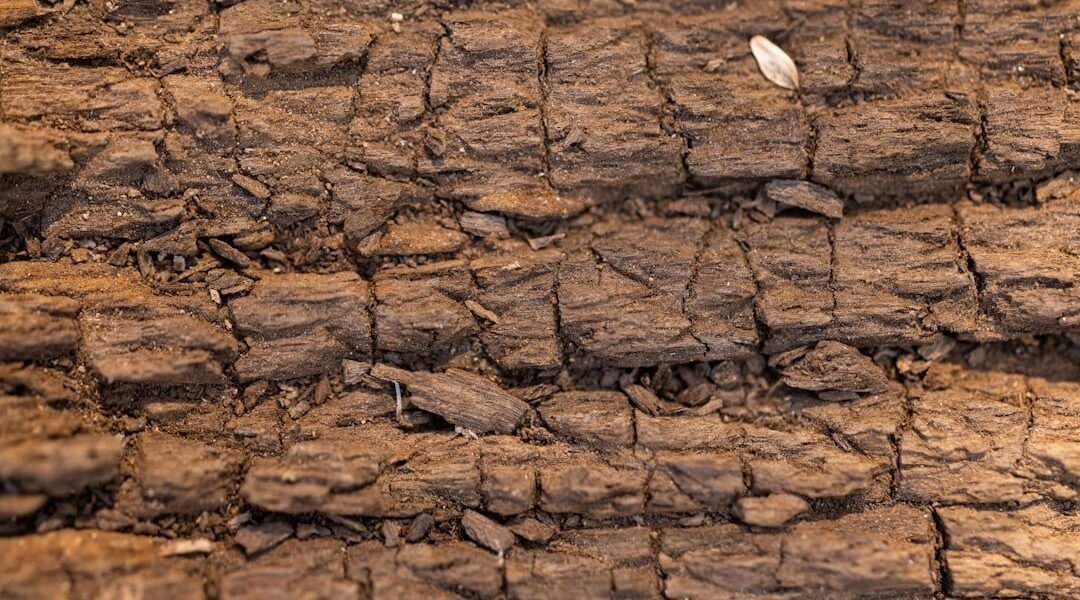 Latinoamérica en la encrucijada: tierra erosionada, hambre de alimentos y urgencia climática