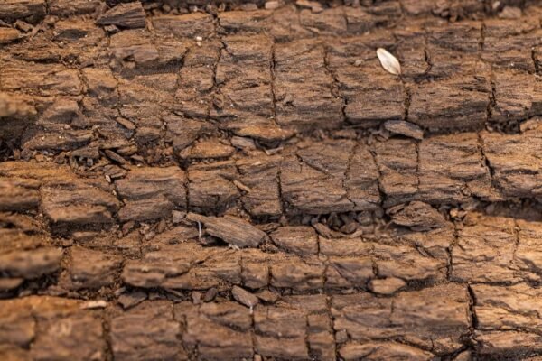 Latinoamérica en la encrucijada: tierra erosionada, hambre de alimentos y urgencia climática