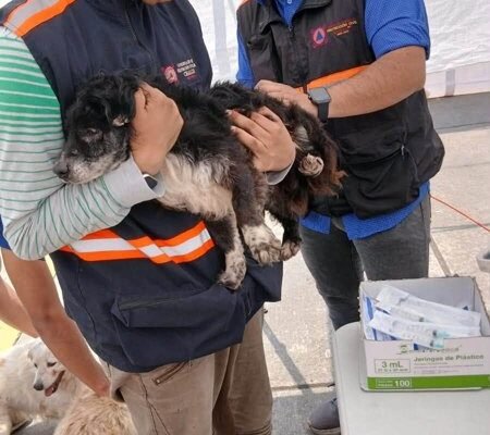 Chalco intensifica cuidado de mascotas con jornadas de desparasitación