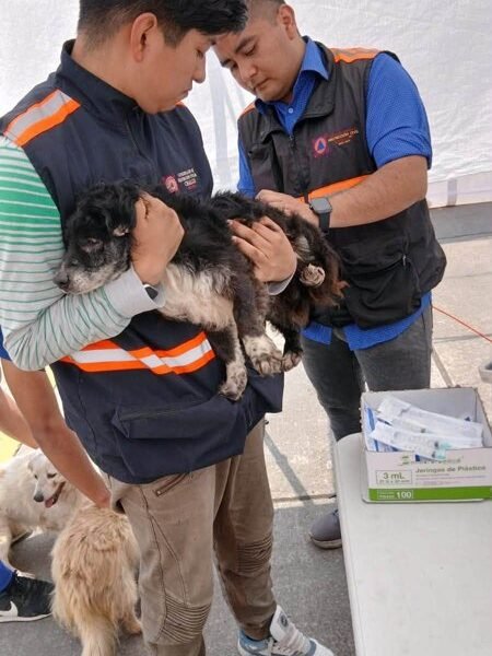 Chalco intensifica cuidado de mascotas con jornadas de desparasitación