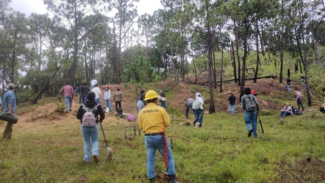 Restauran dos hectáreas de bosque en Temascaltepec con participación de estudiantes