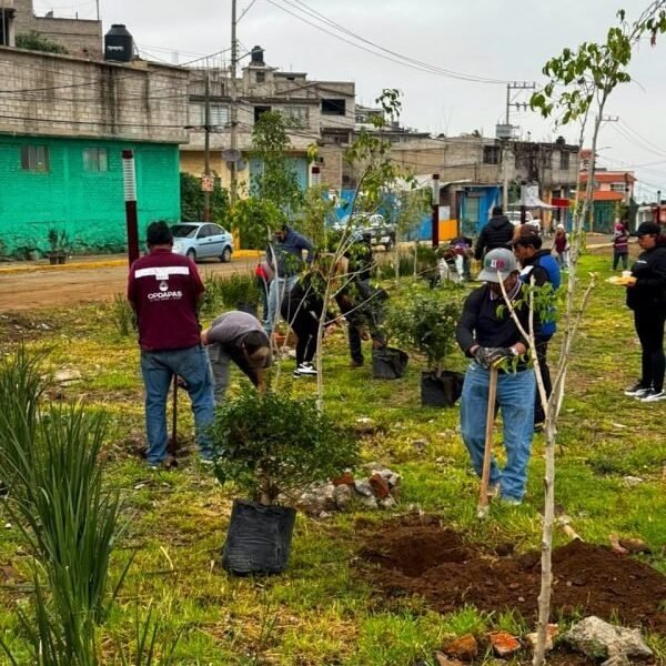 La Paz siembra 500 árboles en jornada nacional de reforestación
