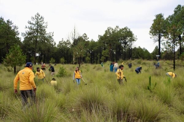 Estado de México planta 3 mil árboles nativos en el Nevado de Toluca
