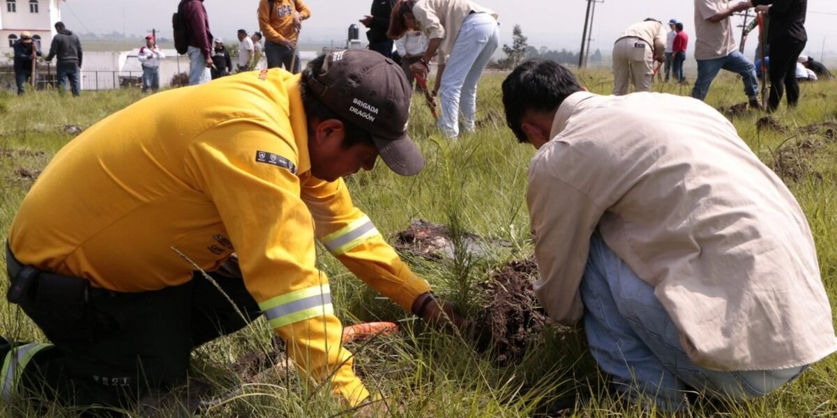 Estado de México invita a escuelas a plantar árboles el 3 de septiembre