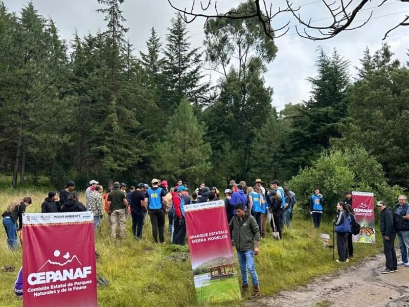 Estado de México convoca a mega reforestación con 25 mil árboles en un día