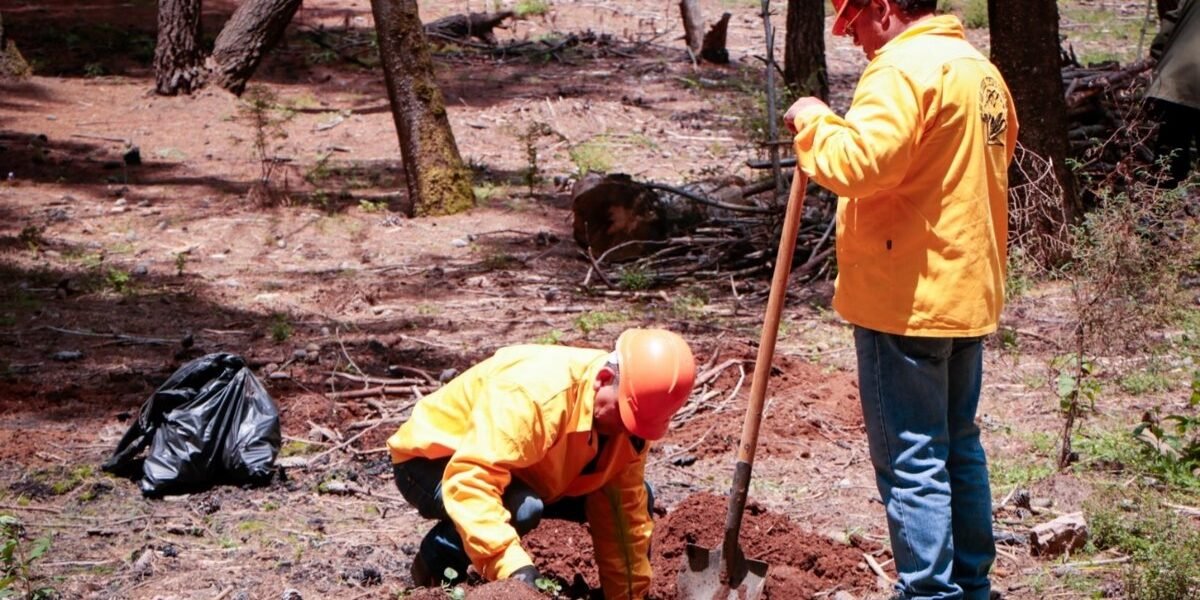 Restauran 3.8 hectáreas de bosque devastadas por plaga en Timilpan
