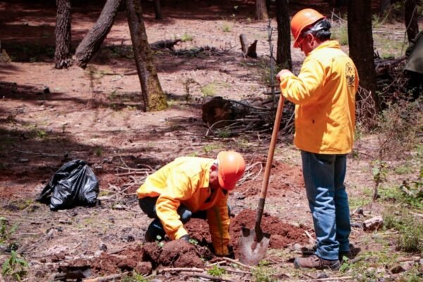 Restauran 3.8 hectáreas de bosque devastadas por plaga en Timilpan