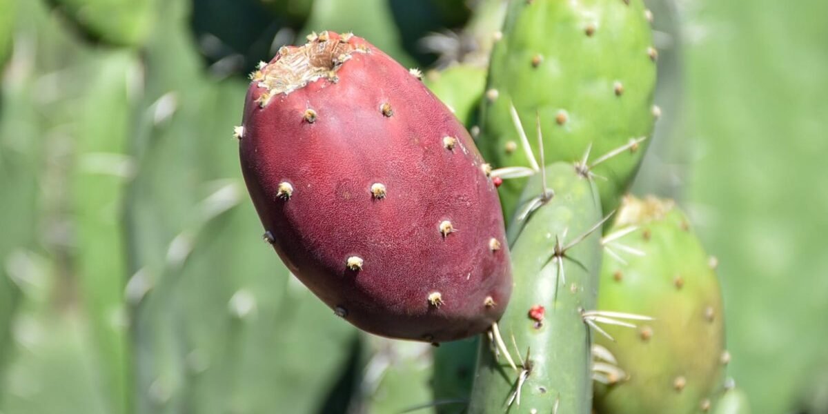 Estado de México invierte 62.8 mdp en modernizar la producción tunera