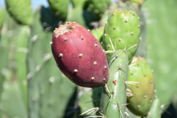 Estado de México invierte 62.8 mdp en modernizar la producción tunera