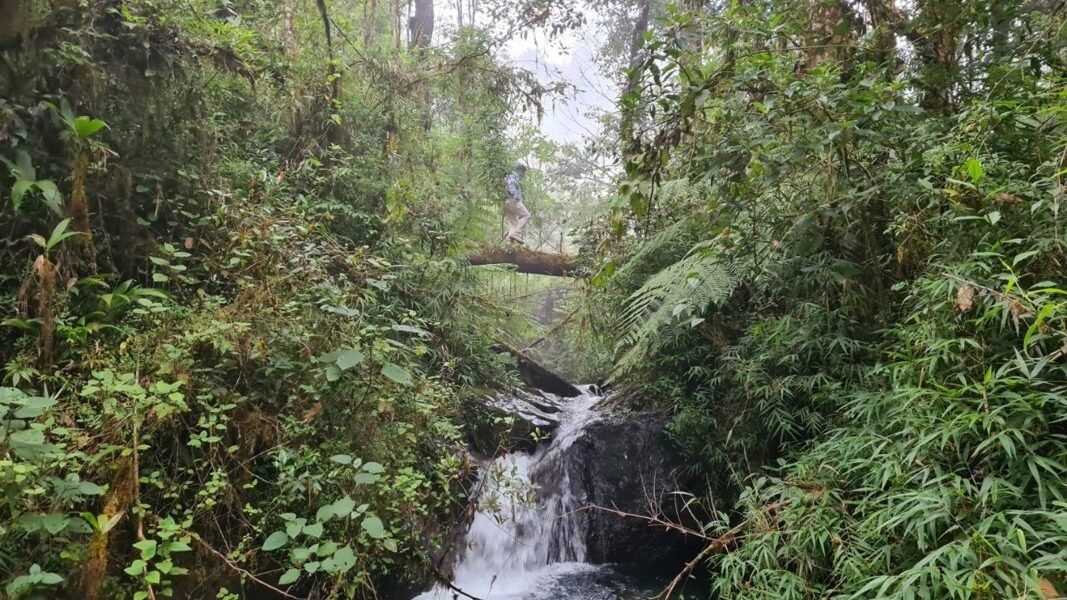 México lanza Acuerdo Nacional para frenar la deforestación y proteger bosques