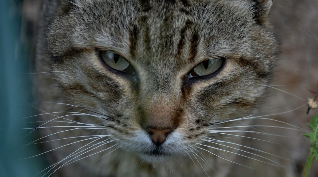 Un felino sudamericano revela su verdadera identidad tras 1.4 millones de años
