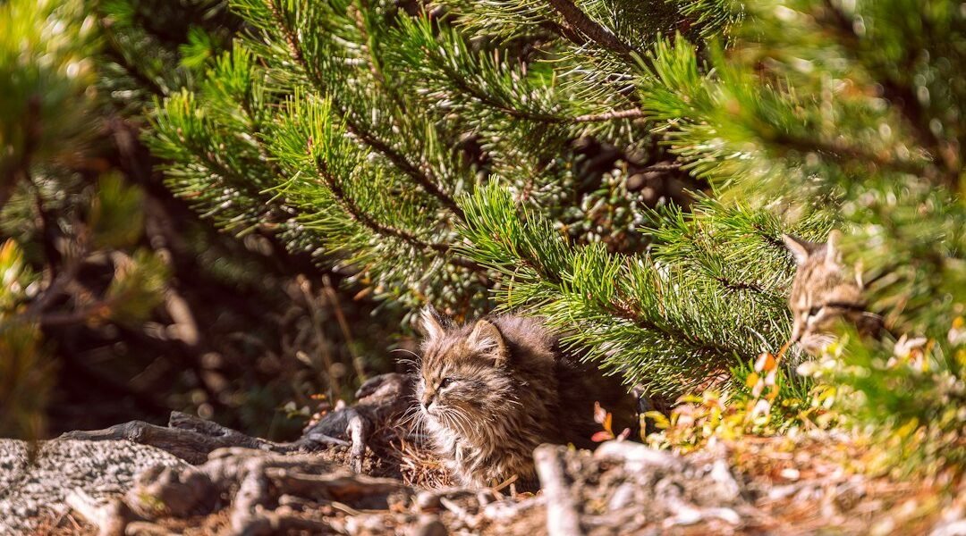 Descubren que un felino sudamericano es una especie completamente nueva